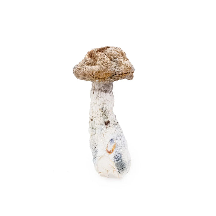DRY SHROOMS | TIDAL WAVE