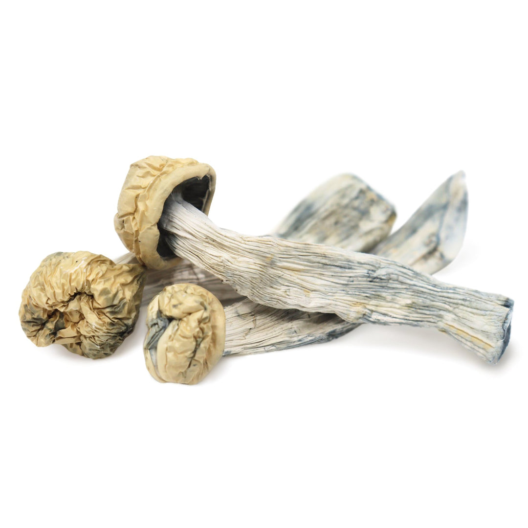 CHAMPIGNONS SECS | YETI CUBENSIS