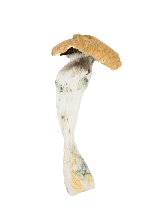 CHAMPIGNONS SECS | COQS DE CAMPAGNE